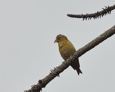 Red Crossbill female