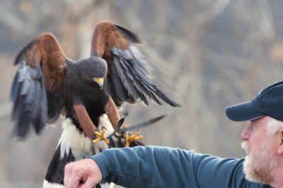 falconry