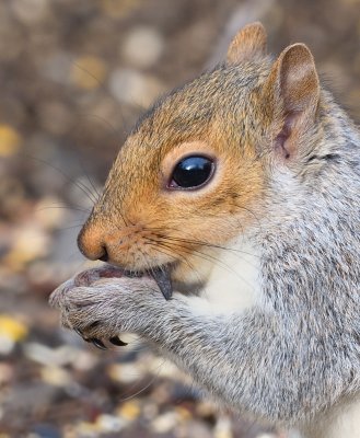 Gray Squirrel 