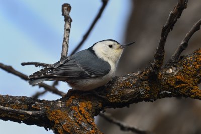 White-breasted Nuthatch