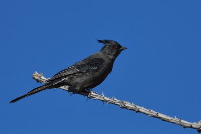 Phainopepla