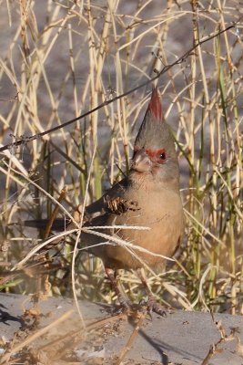 Pyrrhuloxia