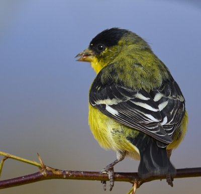 Lesser Goldfinch male