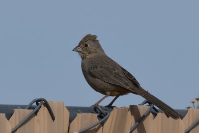 Canyon Towhee