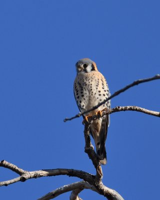 male Kestrel