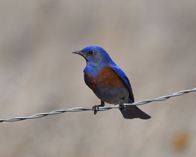 Male Western Bluebird