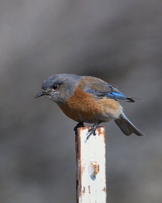 female Western Bluebird