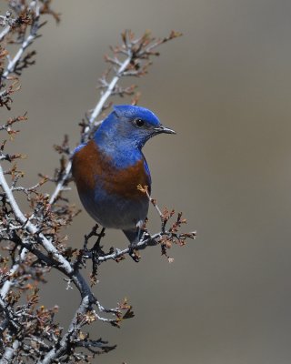 male Western Bluebird