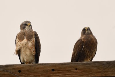 Swainson's Hawk pair, light & dark morph