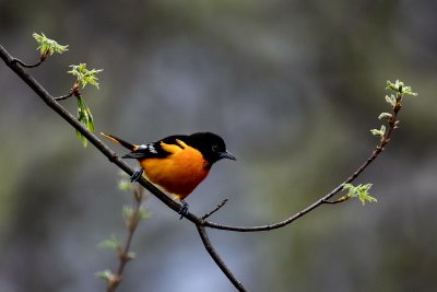 orioles