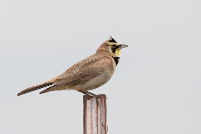 Horned Lark