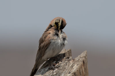 Horned Lark