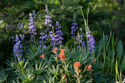 Lupine and Indian Paintbrush