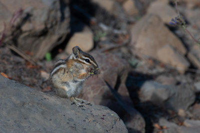 Chipmunk