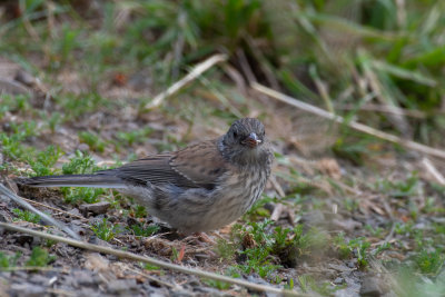 juvenile Junco