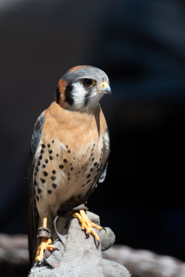 Male Kestrel