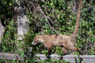 White-nosed Coati