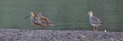 L-R Long-billed Dowitcher, Short-billed Dowitcher, Lesser Yellowleg