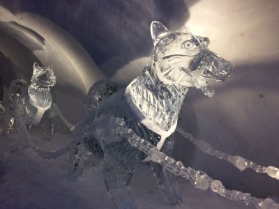 Ice Hotel dogs