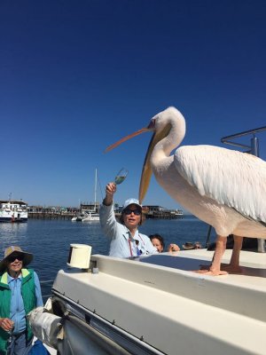 Lady Gaga - Walvis Bay Dolphin/Seal adventure with Mola Mola tours