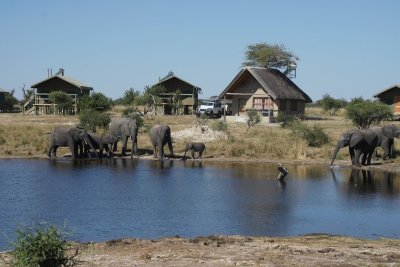Elephant Sands: Safari Camp Accommodation Northern Botswana