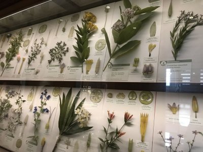  Glass Flowers: The Ware Collection of Blaschka Glass Models of Plants