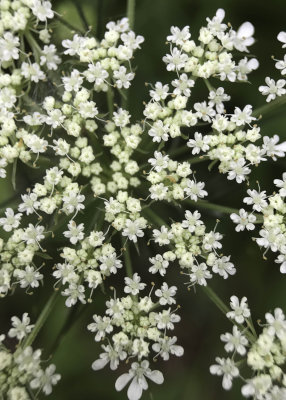 Queen Anne's Lace