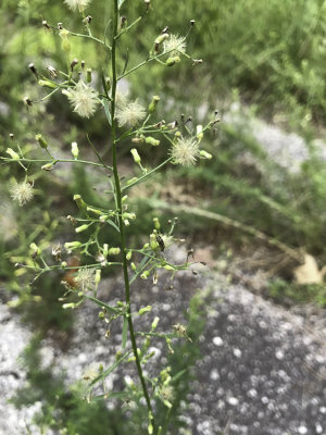 Common Groundsel