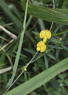 Sidebeak Pencilflower