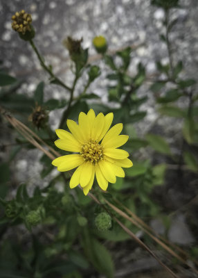 Maryland Golden Aster
