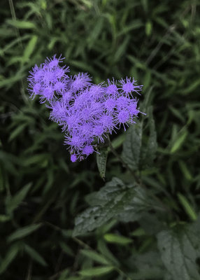 Blue Mistflower