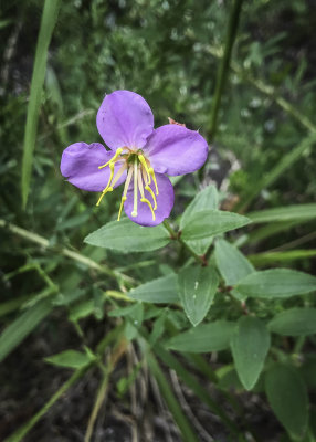 Virginia Meadow Beauty