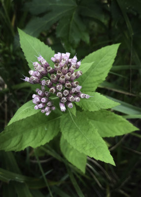 Stinking Camphorweed