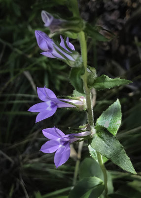 Great Blue Lobelia