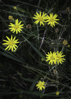 Narrowleaf Silkgrassa