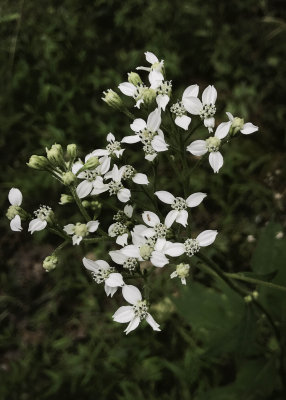 White Crownbeard