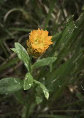 Orange Milkwort