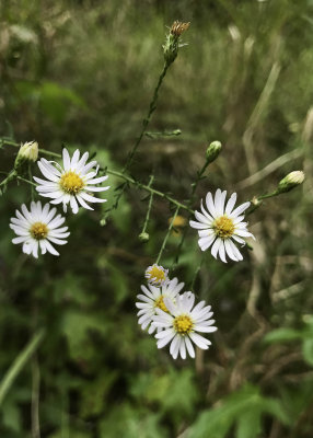 White Oldfield Aster