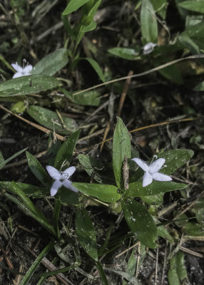 Virginia Buttonweed
