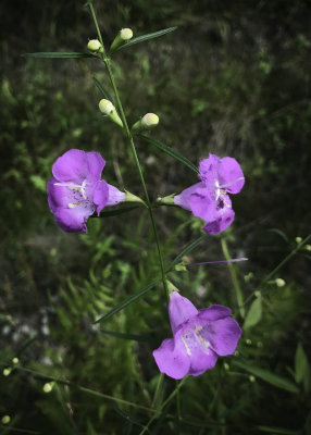 Purple False Foxglove