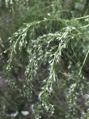 Dog Fennel