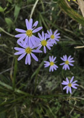 Large Flower Aster