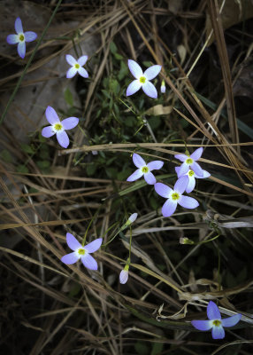 Common Bluet