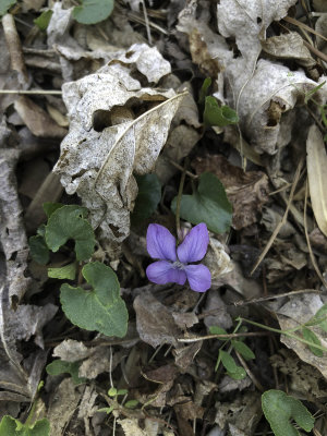 Blue Violet