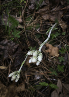 Plantain Leaved Pussytoes