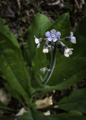 Wild Comfrey