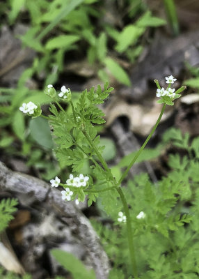 Hairy-fruited Chervil