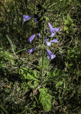 Lyreleaf Sage