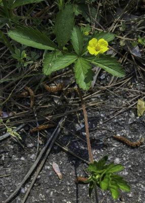 Common Cinquefoil