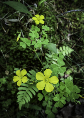 Yellow Wood Sorrel